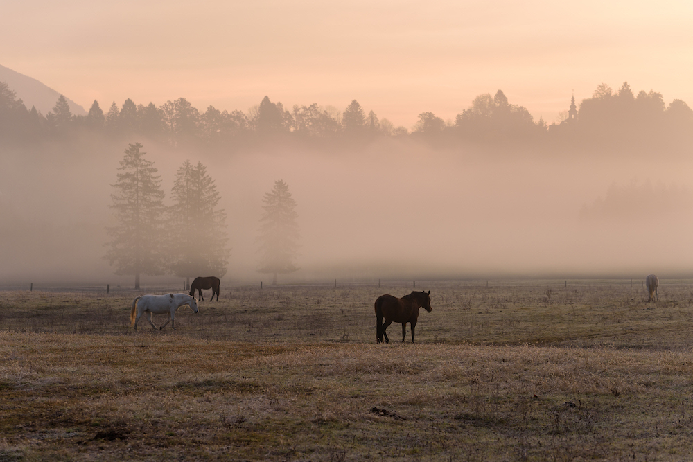 horses in a field on a foggy morning