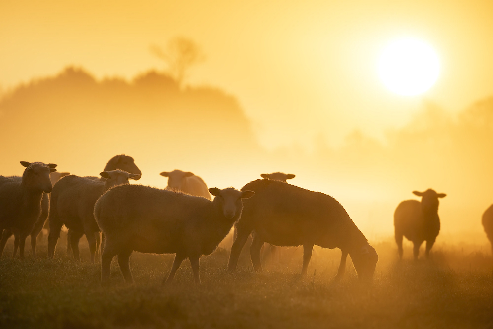 sheep herd grazing on pasture at sunrise in fog